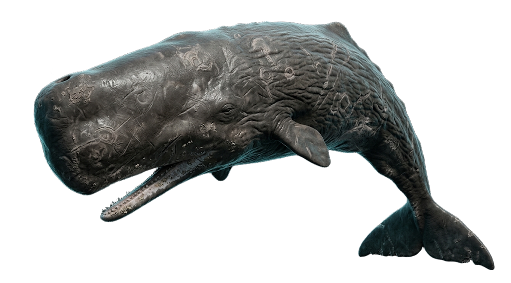 A sperm whale gliding through the midnight zone.